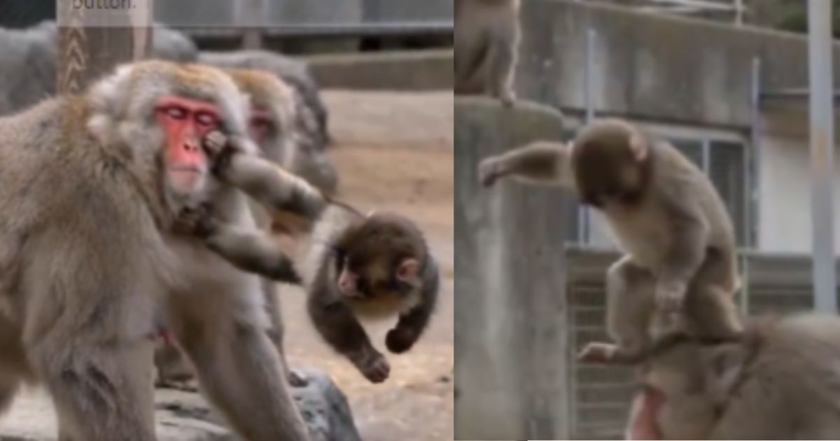 बुली हुए ‘Punch’ की हीरो वाली वापसी! AI वीडियो में नन्हे बंदर ने मचाया धमाका, देखें विडियो