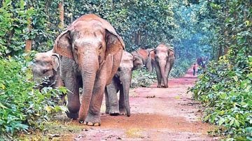 घाटशिला: गर्मी से परेशान 22 हाथियों का झुंड बुरुडीह डैम पहुंचा, ग्रामीणों में दहशत